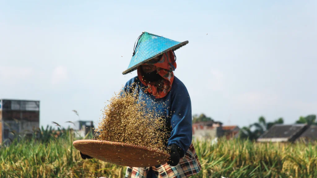 sifting-hardworking-farmer-winnowing-rice-in-the-fields
